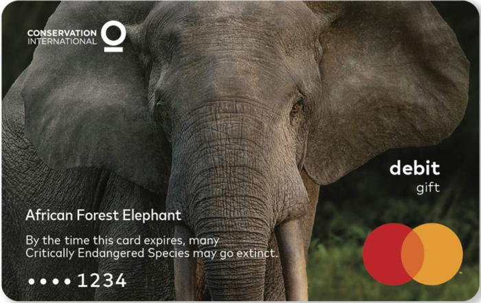 Mastercard - kampaň - Slon africký